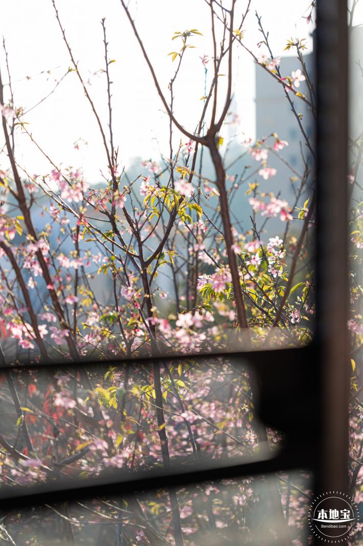 华英路樱花景观公园