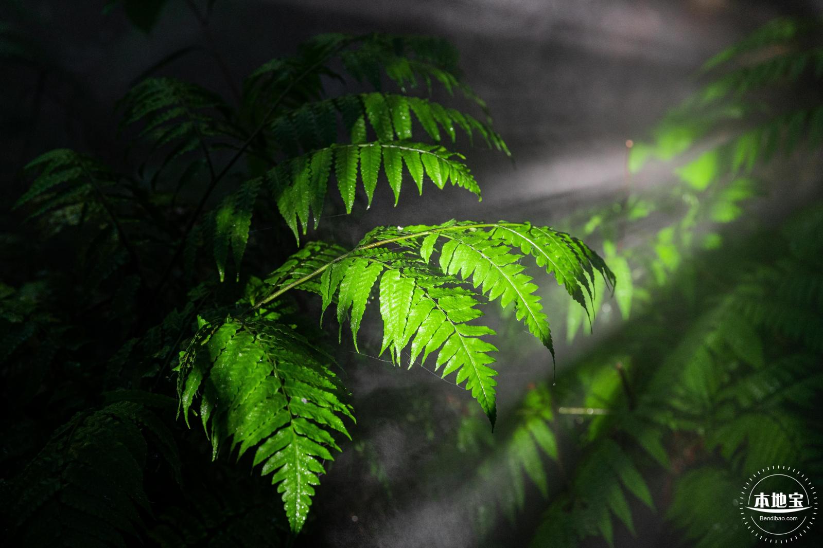 植树节-春