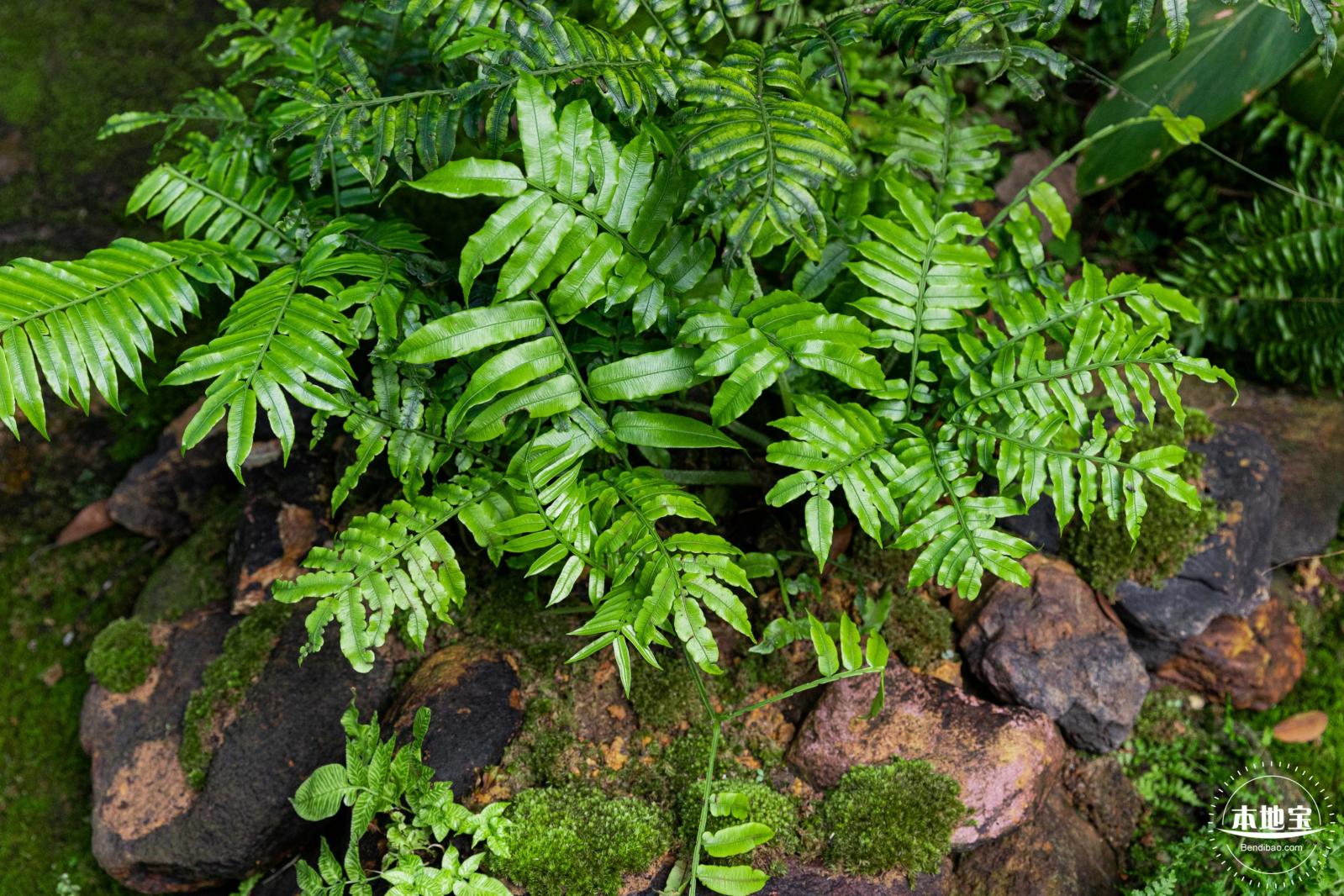 植树节-春