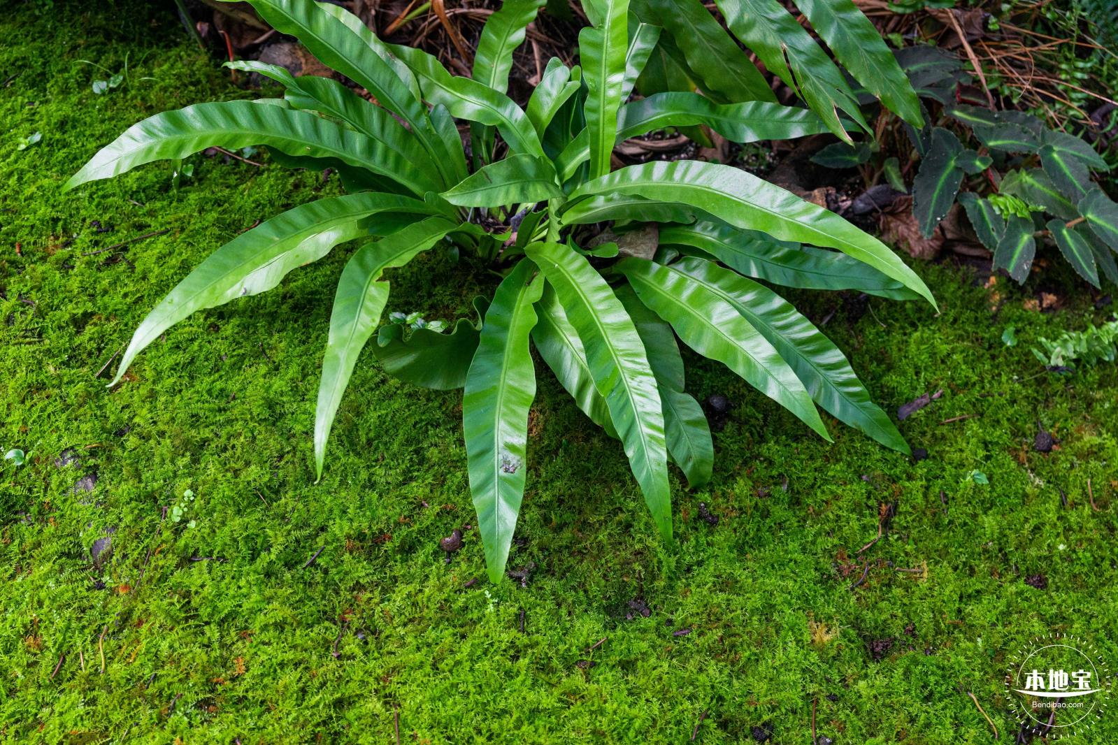 植树节-春
