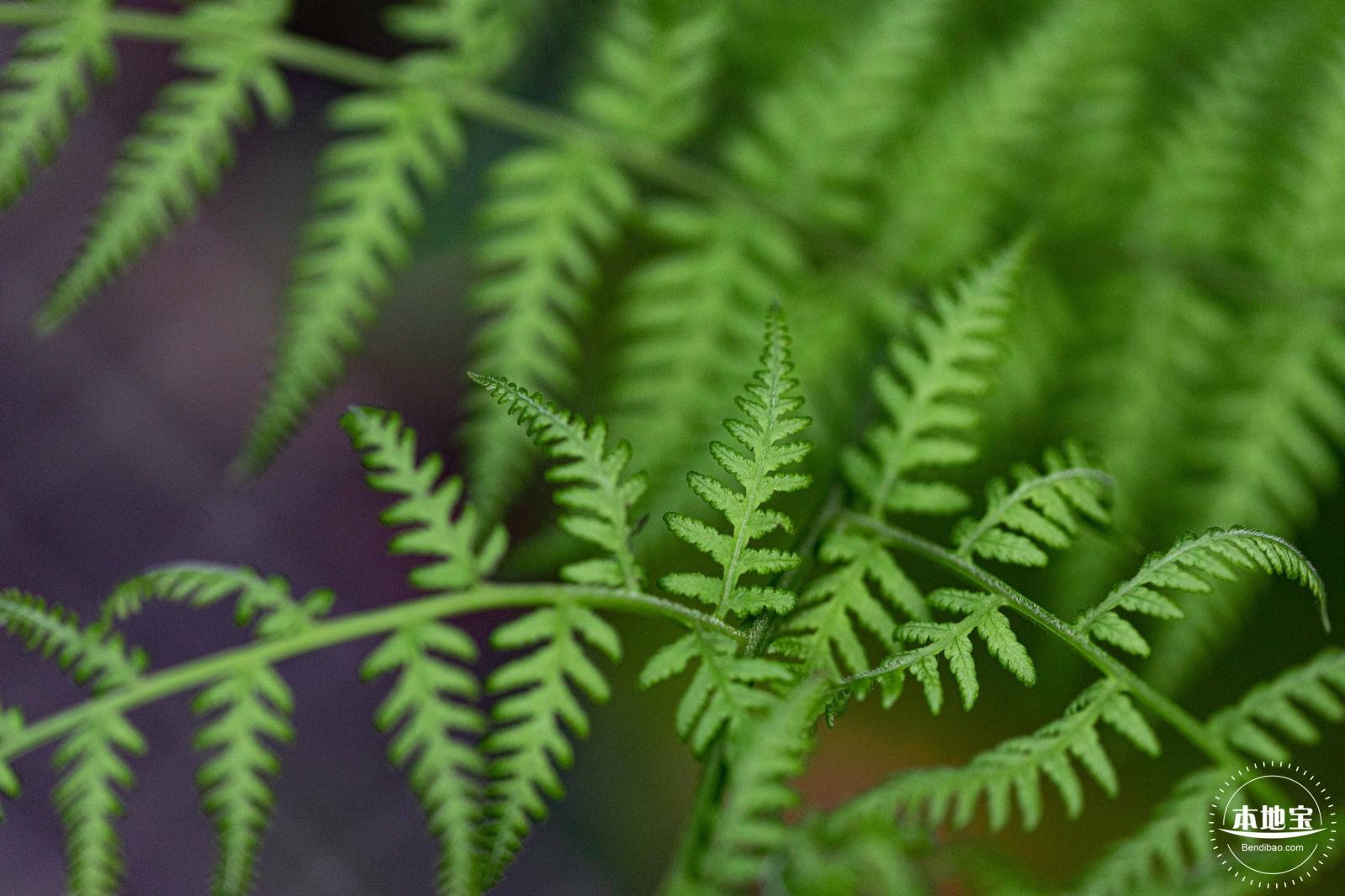 植树节-春