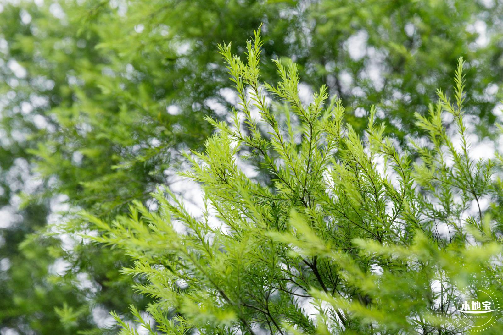 植树节-春
