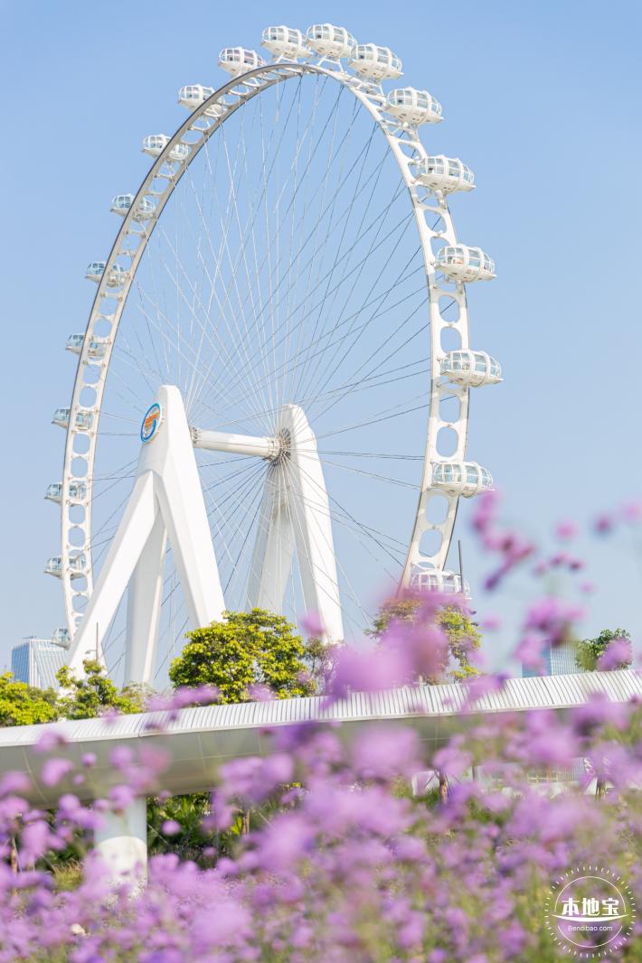 欢乐港湾马鞭草