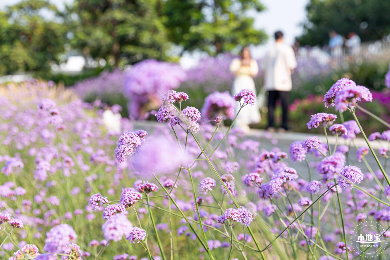欢乐港湾马鞭草