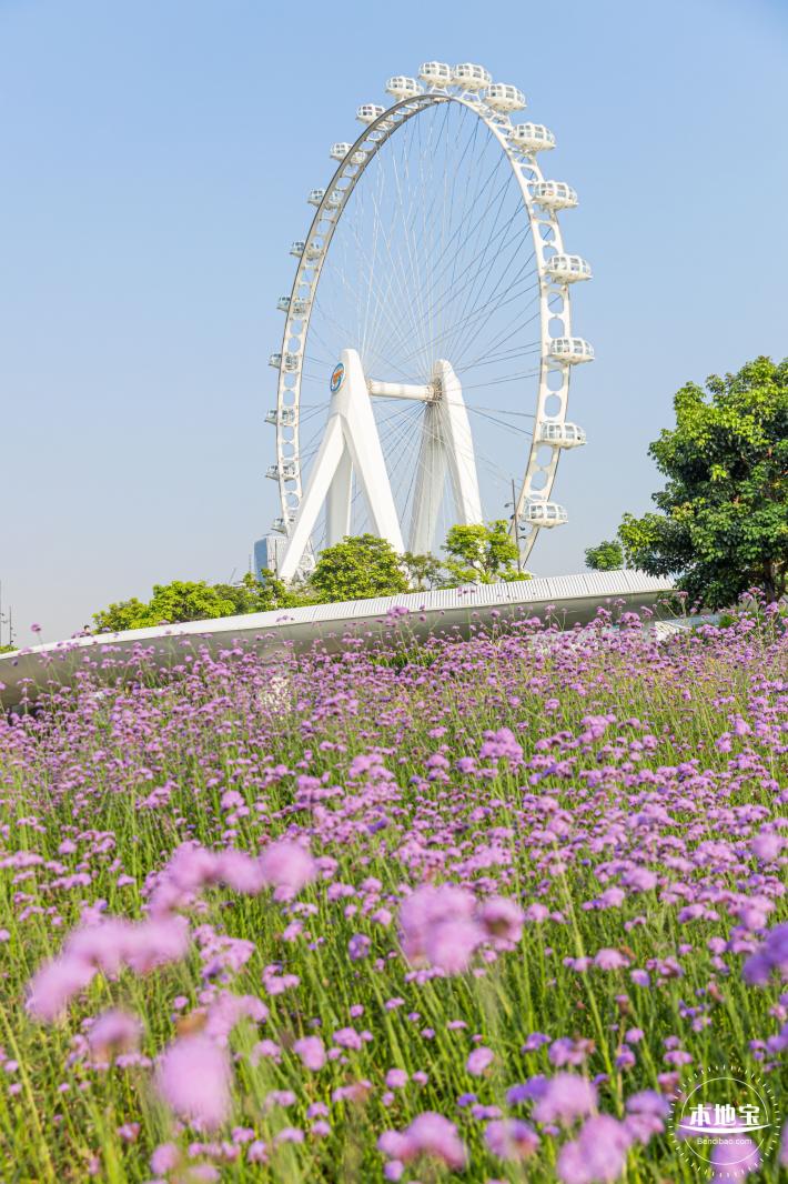 欢乐港湾马鞭草