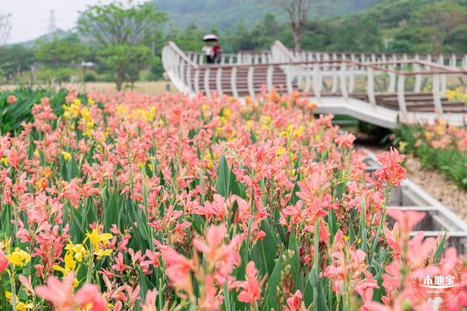 楼村湿地公园美人蕉