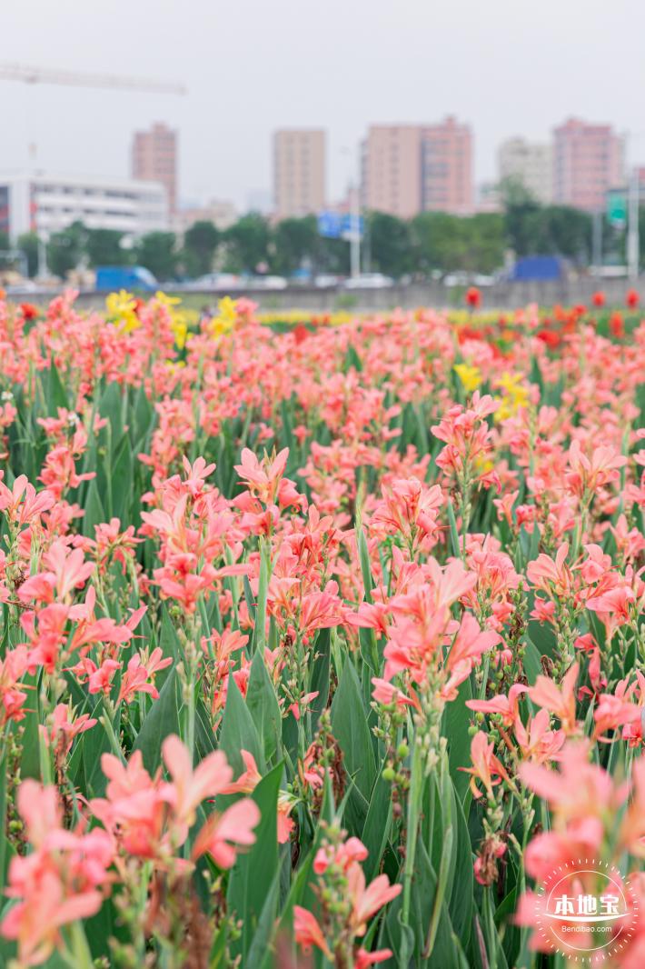 楼村湿地公园美人蕉