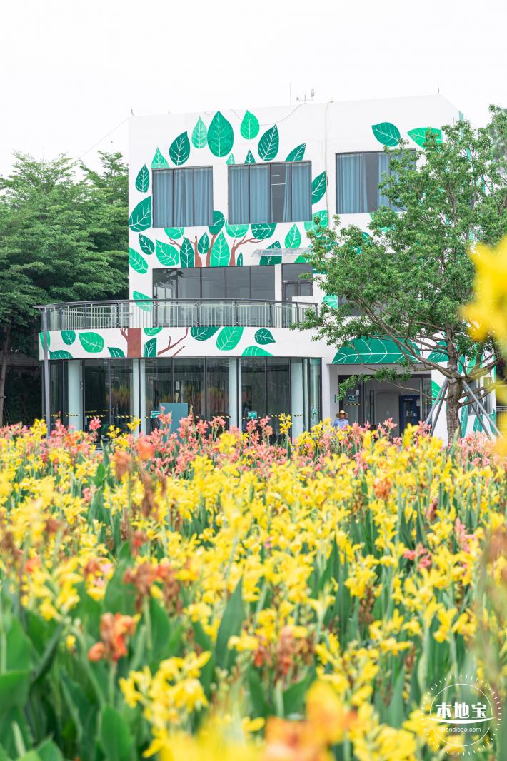 楼村湿地公园美人蕉