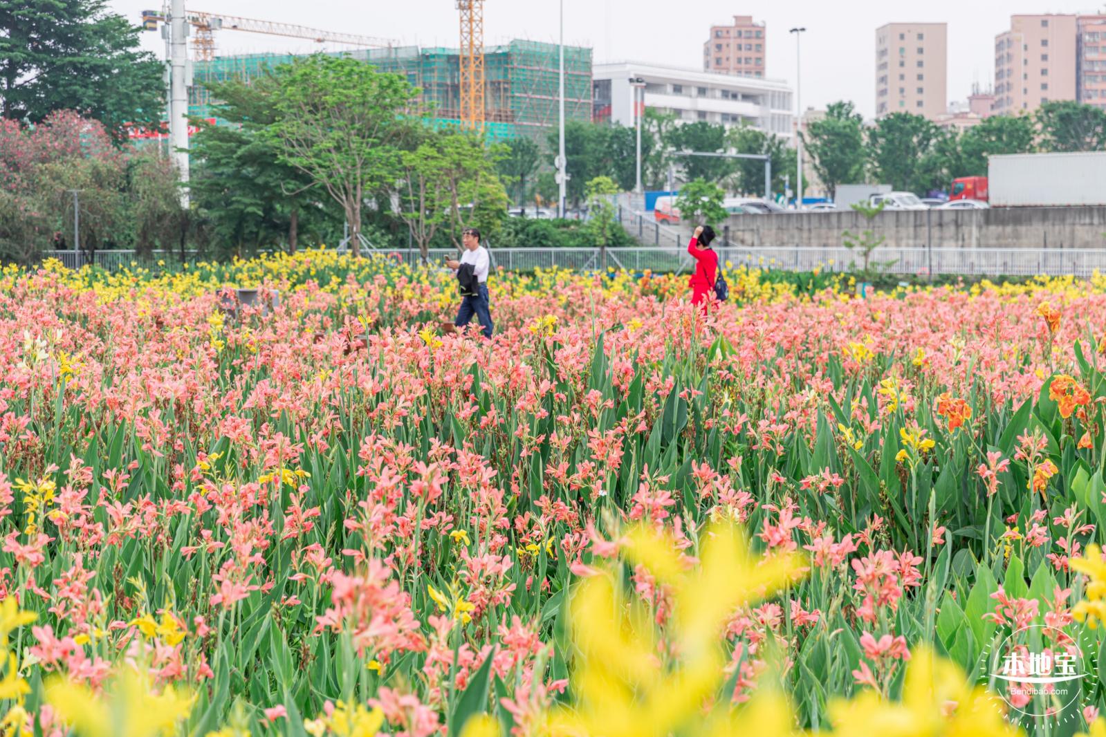 楼村湿地公园美人蕉