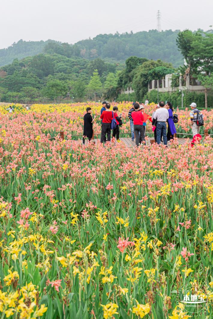 楼村湿地公园美人蕉