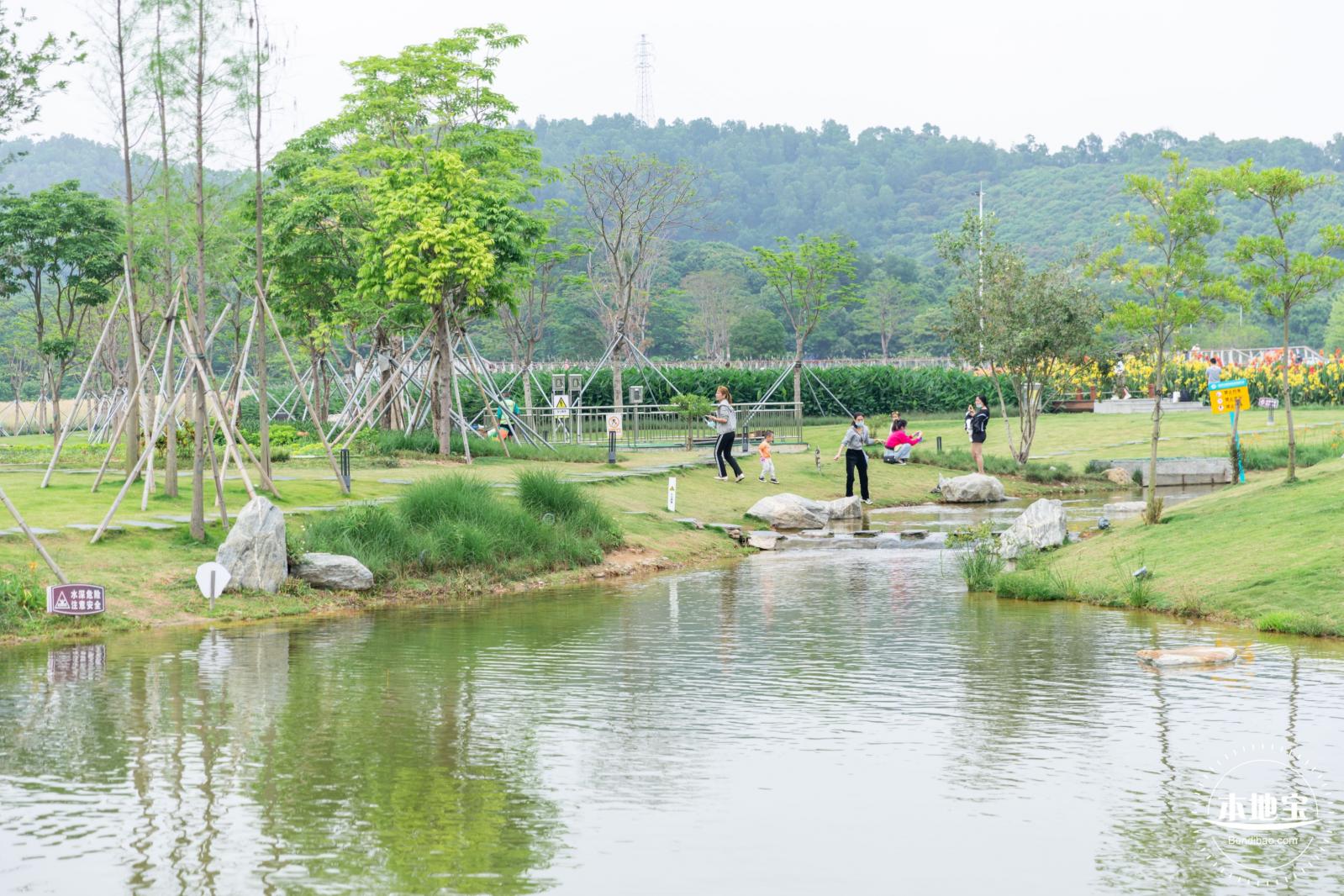 楼村湿地公园美人蕉