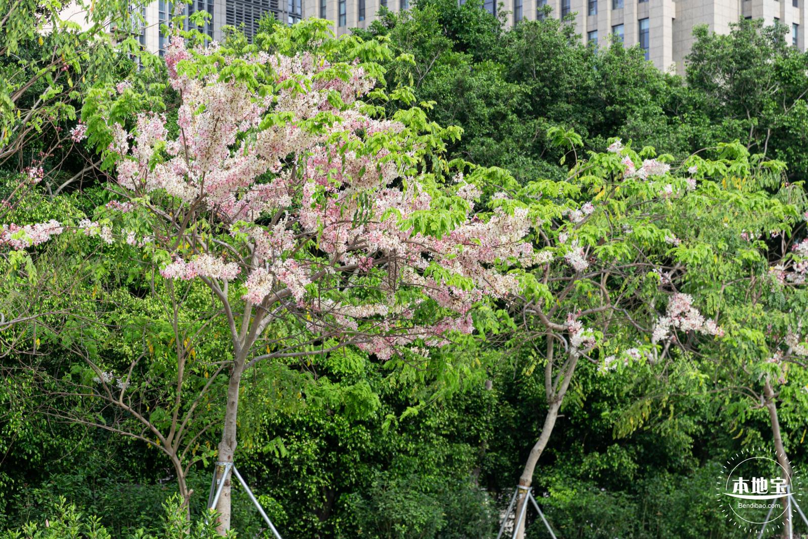 泰国樱花（园博园）