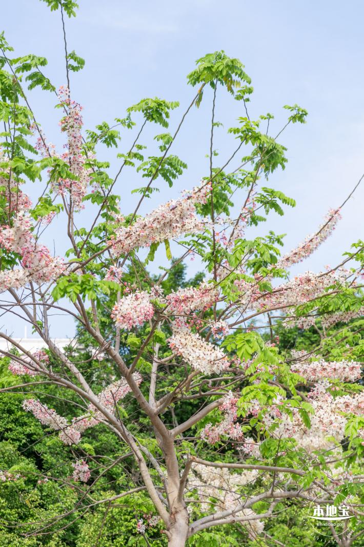 泰国樱花（园博园）