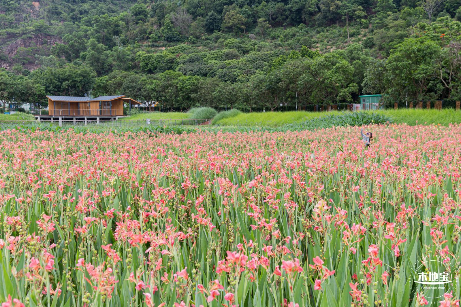 甘坑都市田园