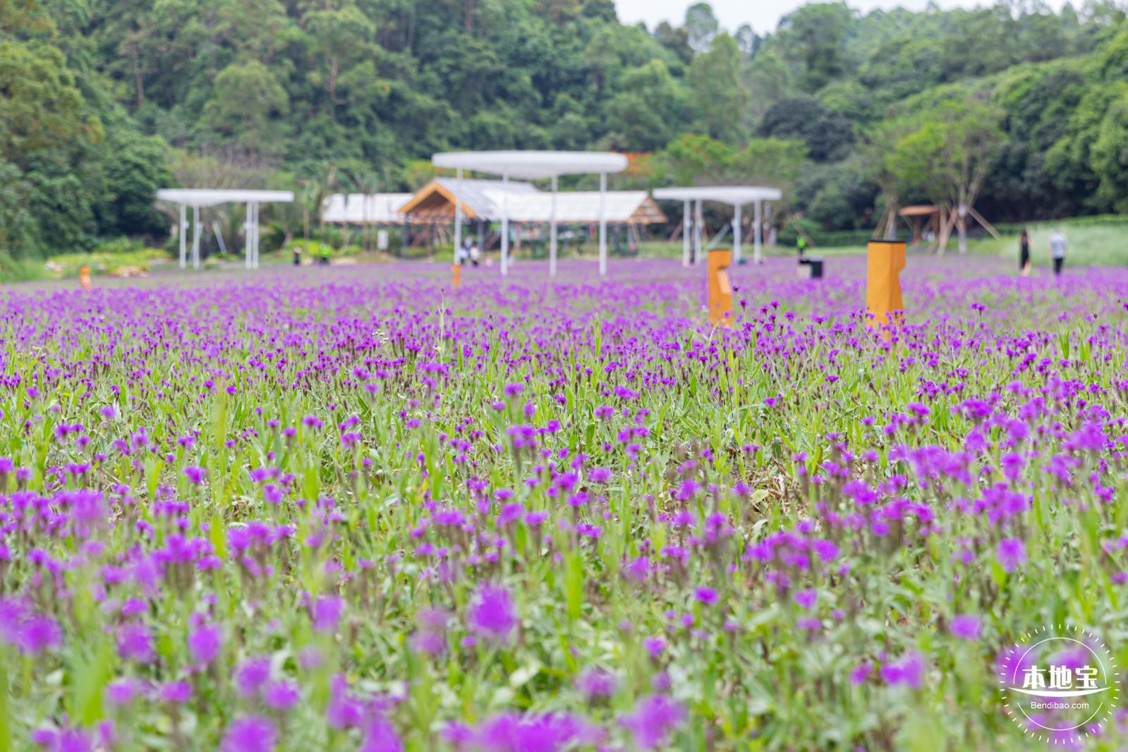 甘坑都市田园