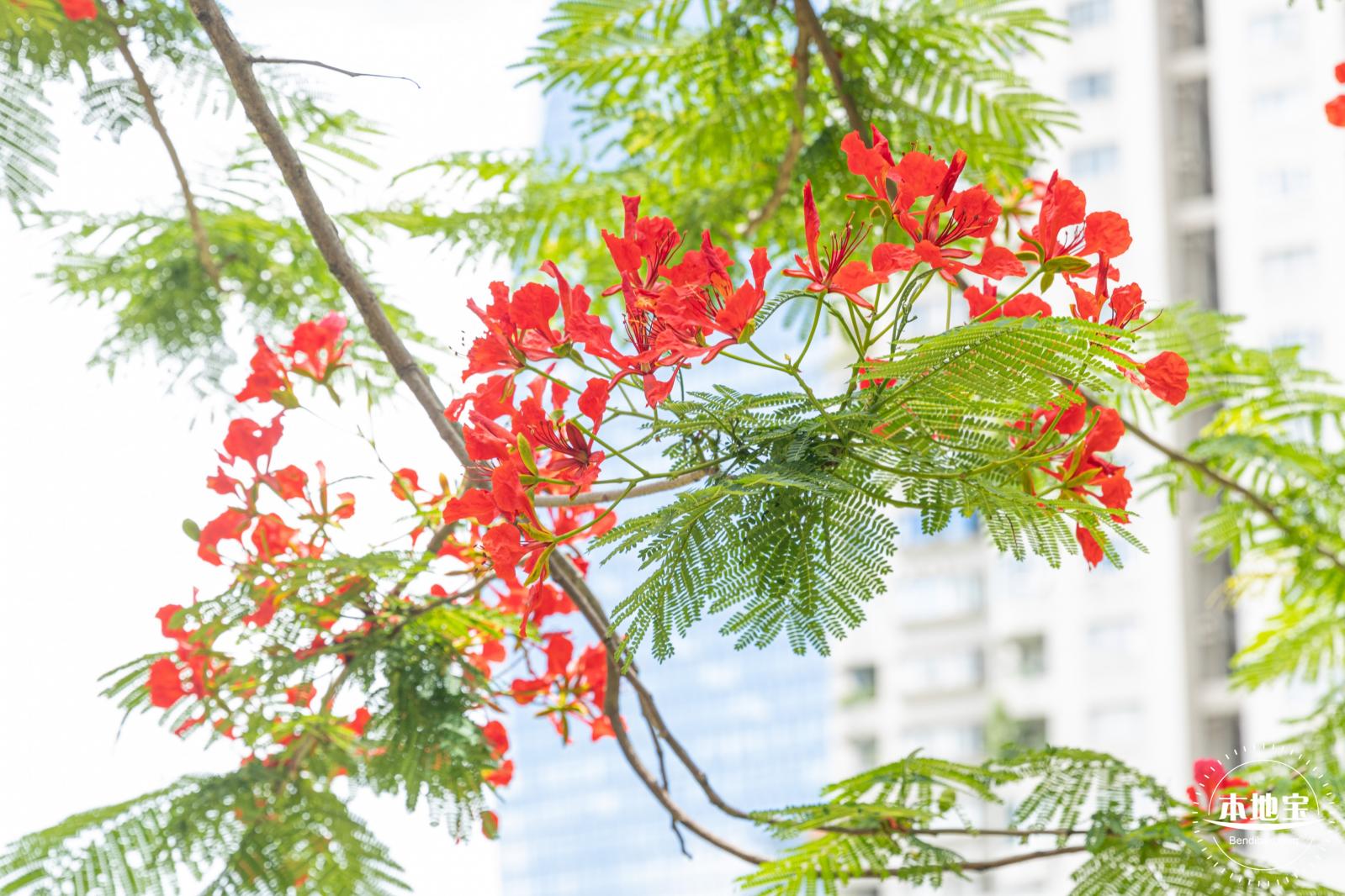 华侨城凤凰花开