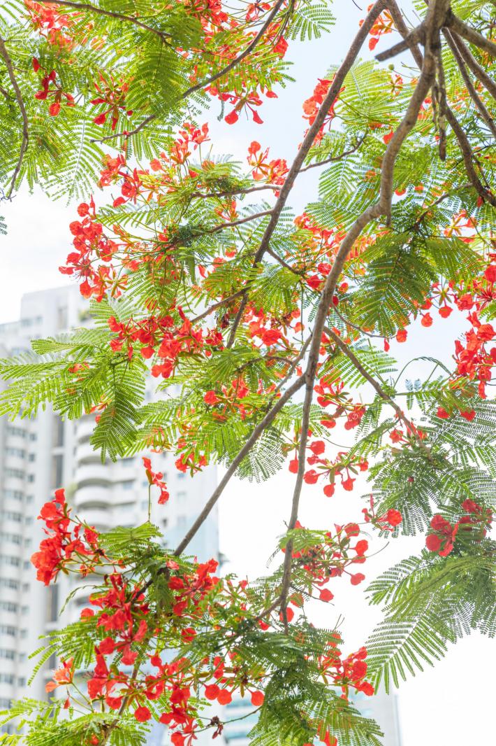 华侨城凤凰花开