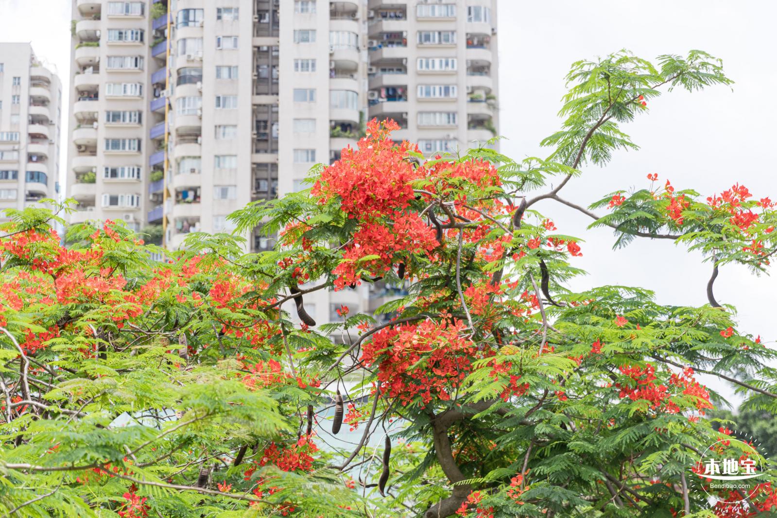 华侨城凤凰花开