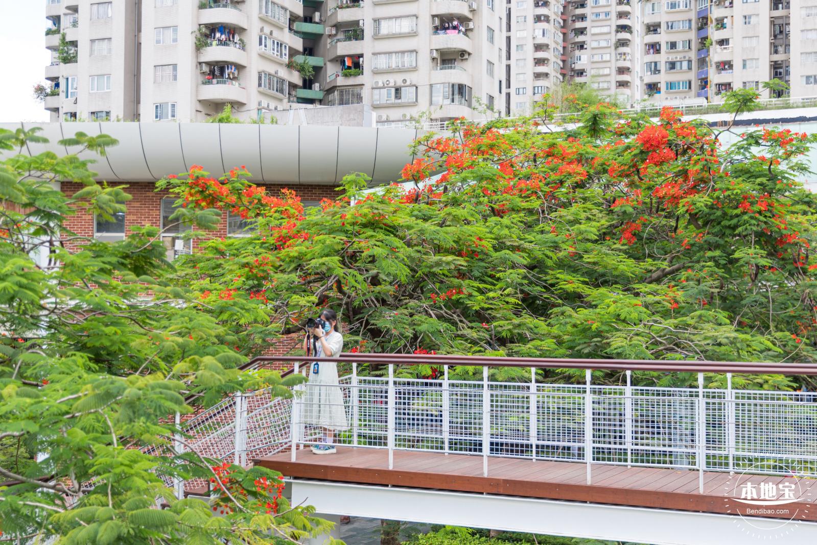 华侨城凤凰花开