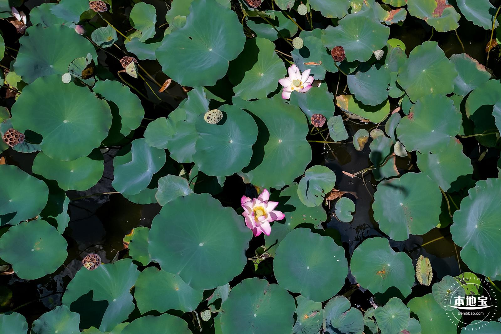 明湖城市公园