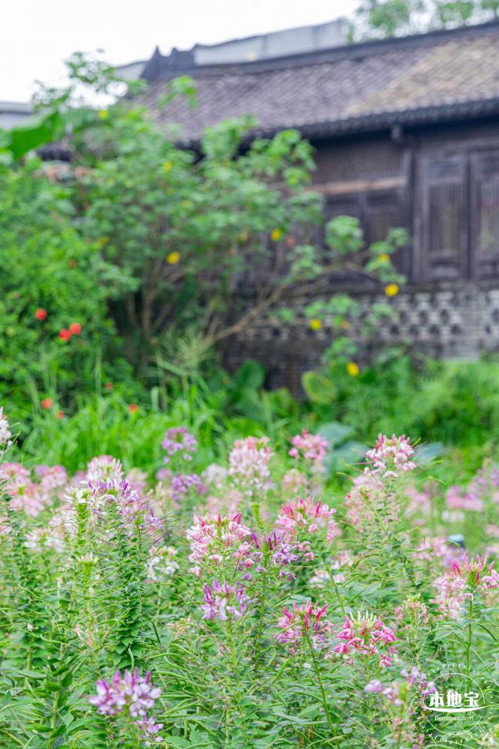 观澜版画村花海
