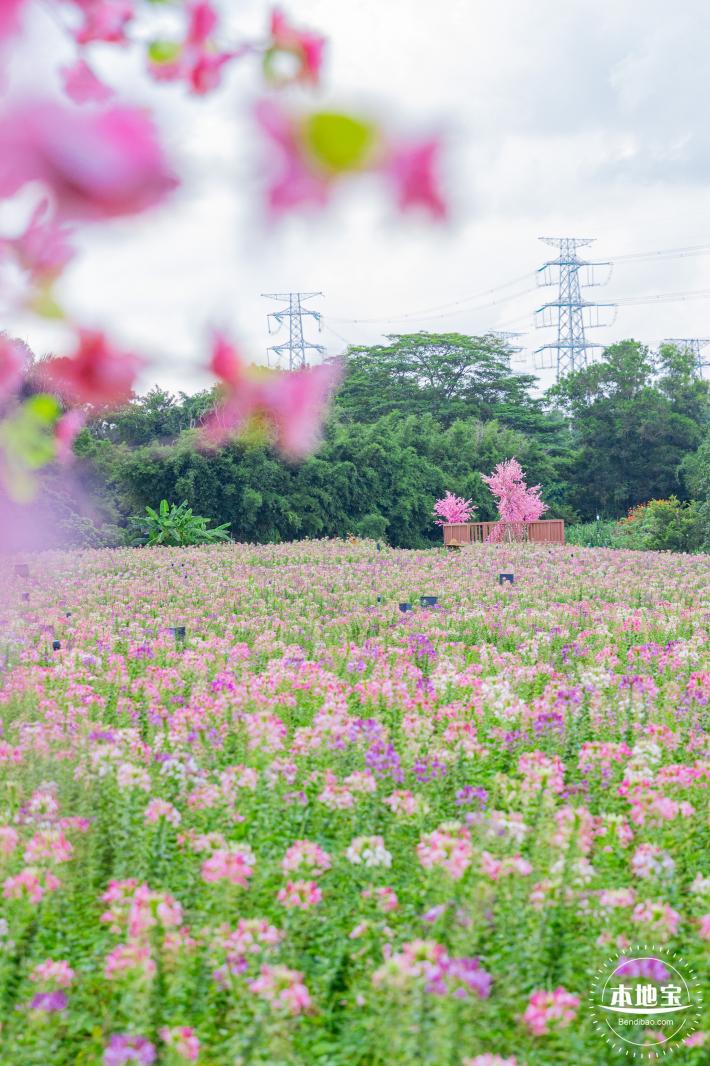 观澜版画村花海