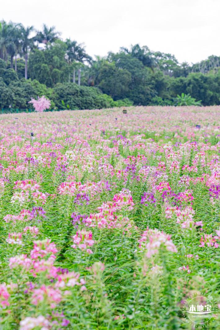 观澜版画村花海