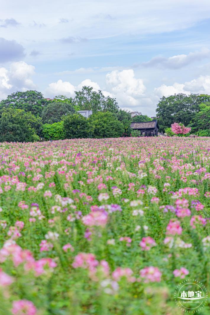 观澜版画村花海