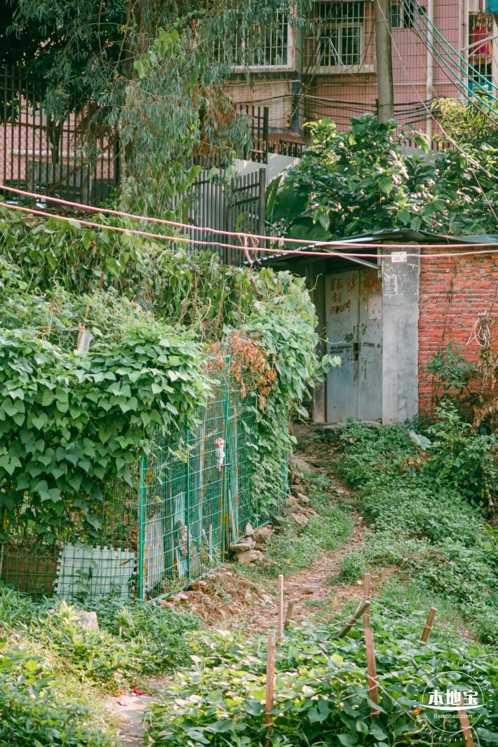 鹊山老村