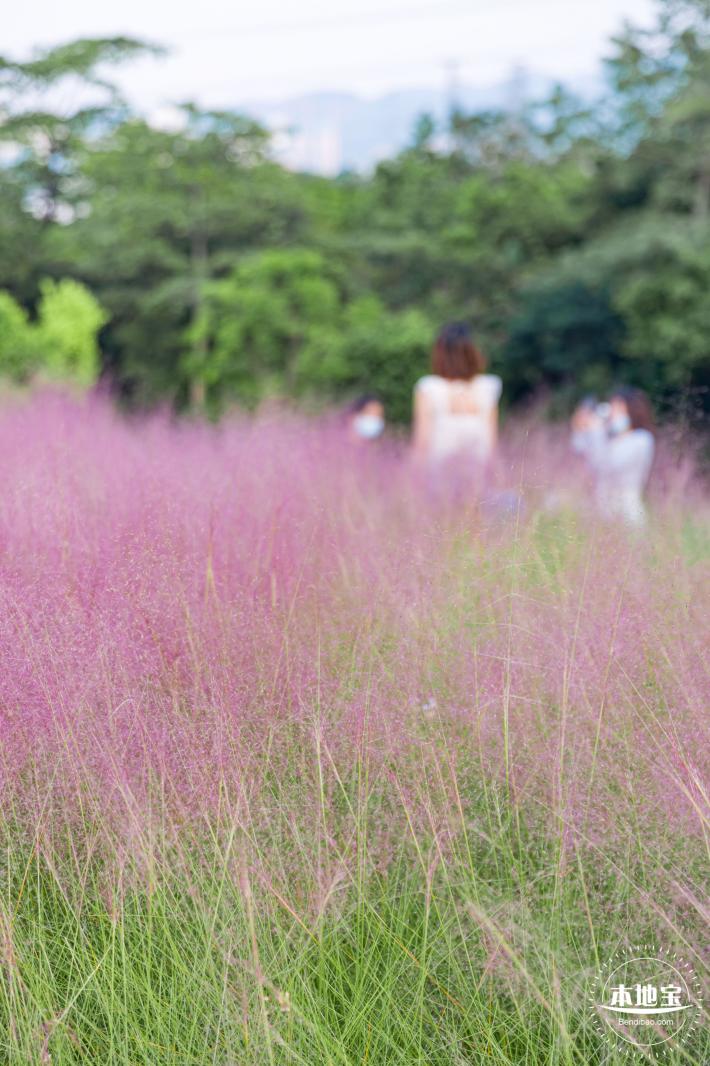 陌上花公园