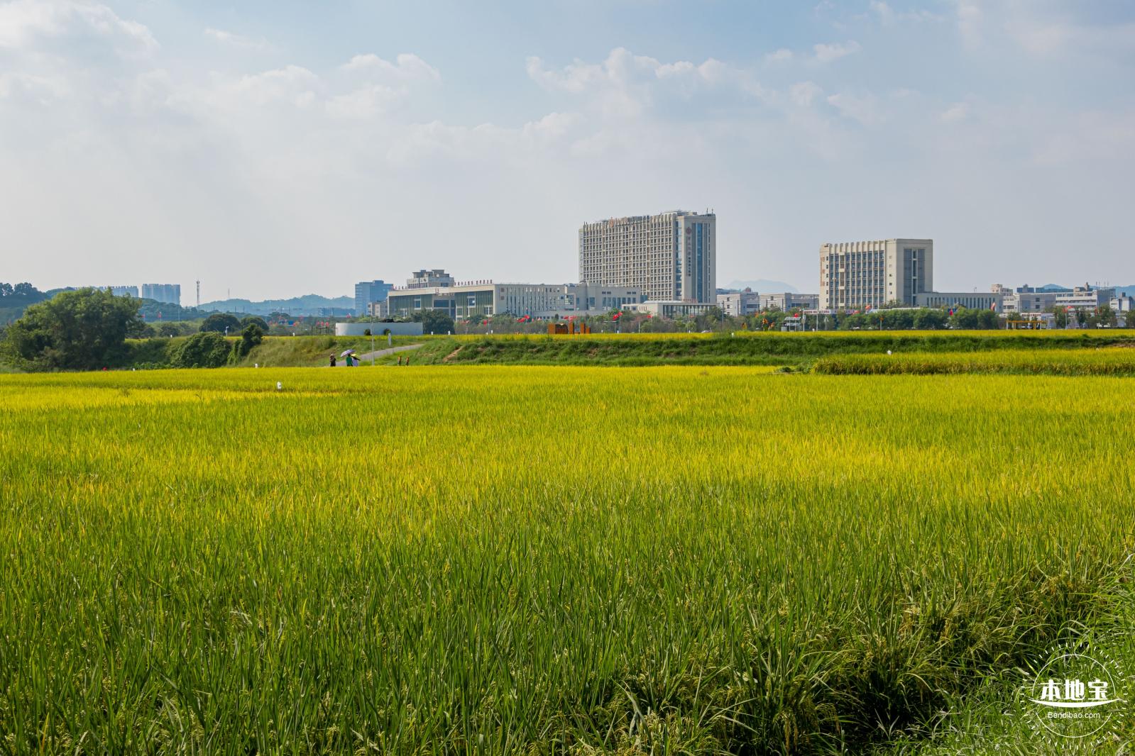 光明欢乐田园风光