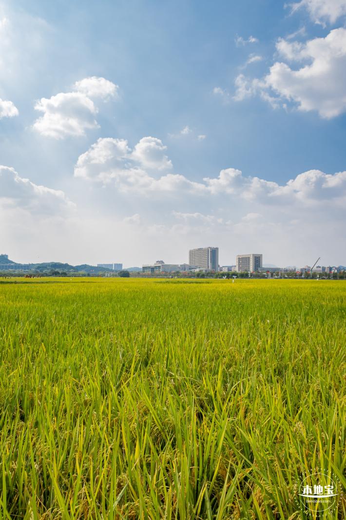 光明欢乐田园风光