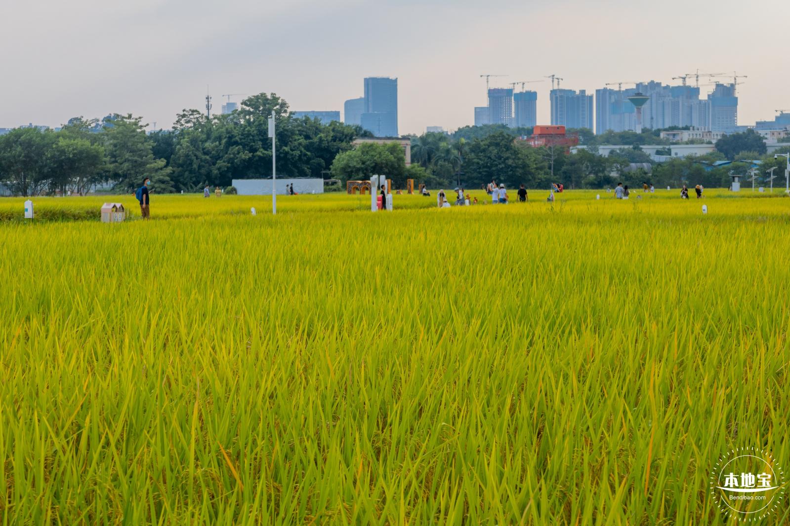 光明欢乐田园风光