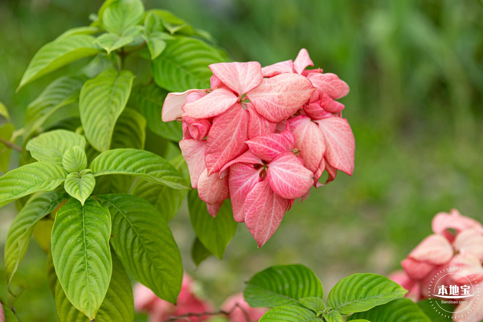 桂湾公园花海