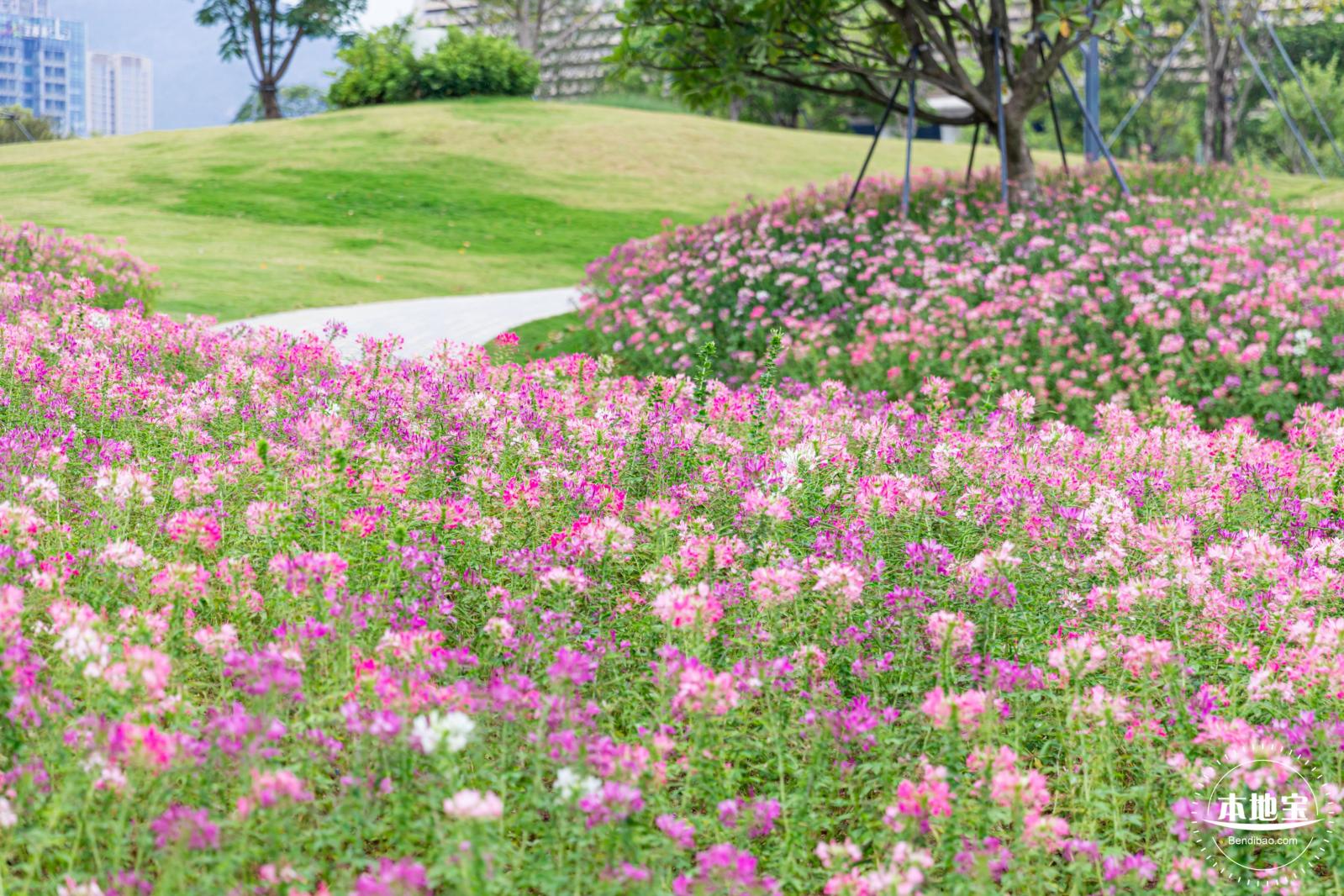 桂湾公园花海
