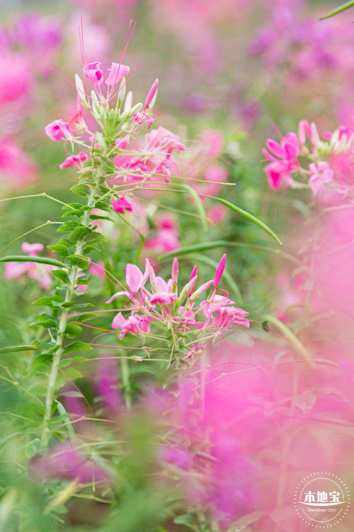 桂湾公园花海