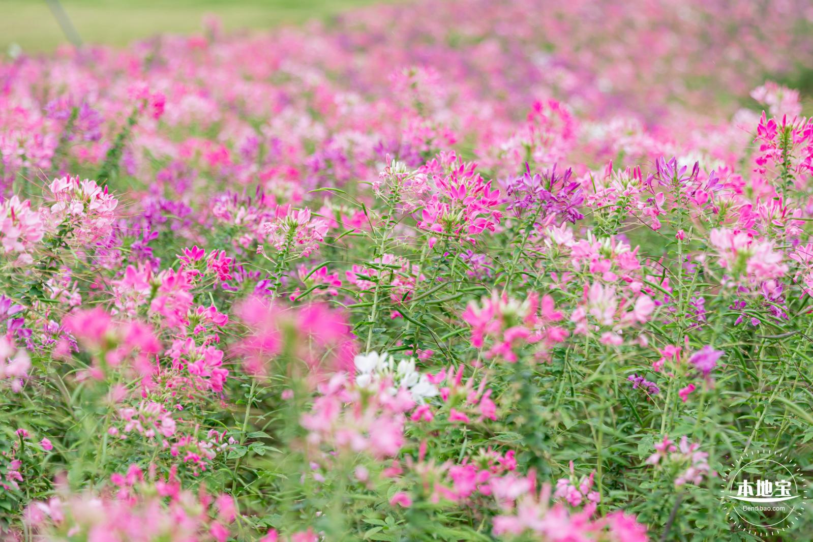 桂湾公园花海