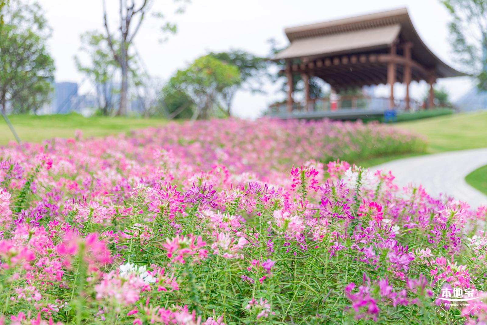 桂湾公园花海