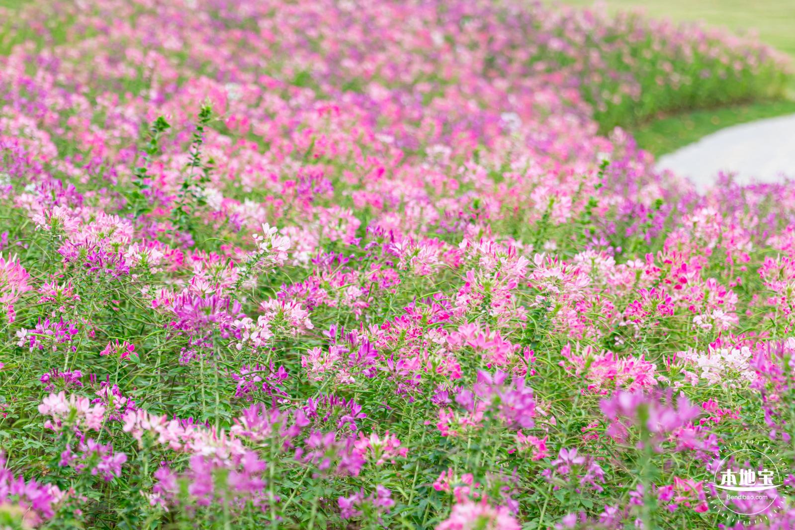 桂湾公园花海