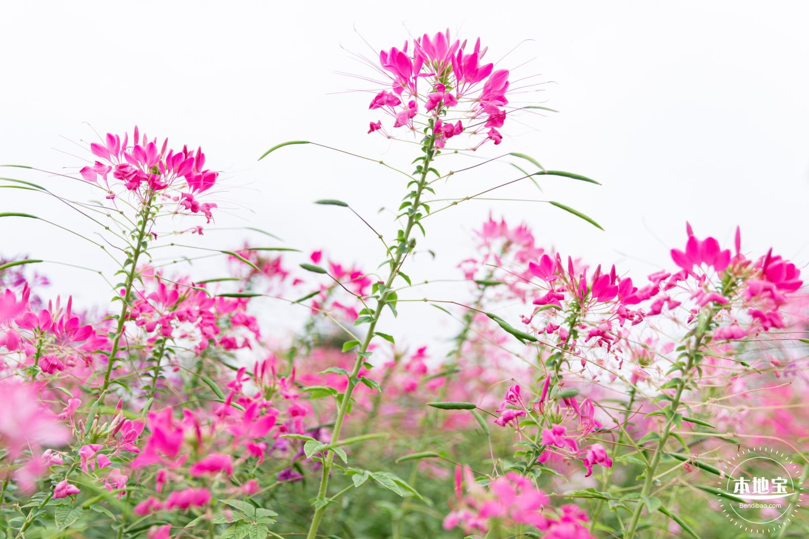 桂湾公园花海