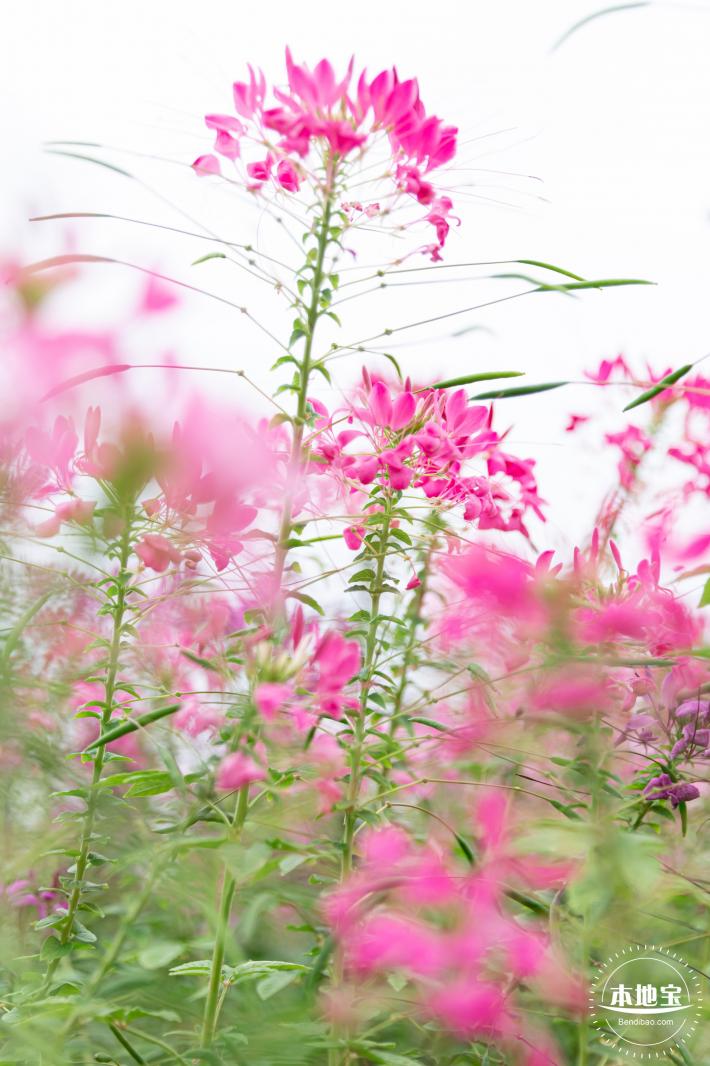 桂湾公园花海