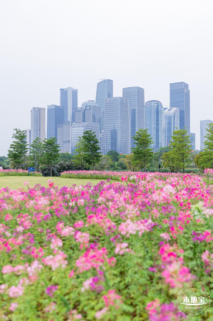 桂湾公园花海