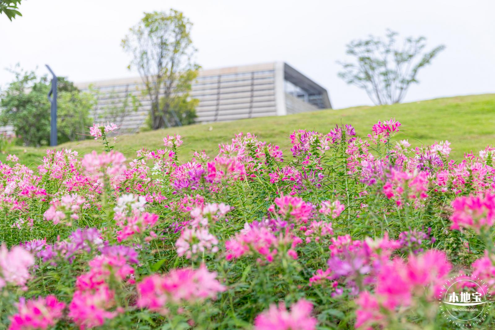 桂湾公园花海