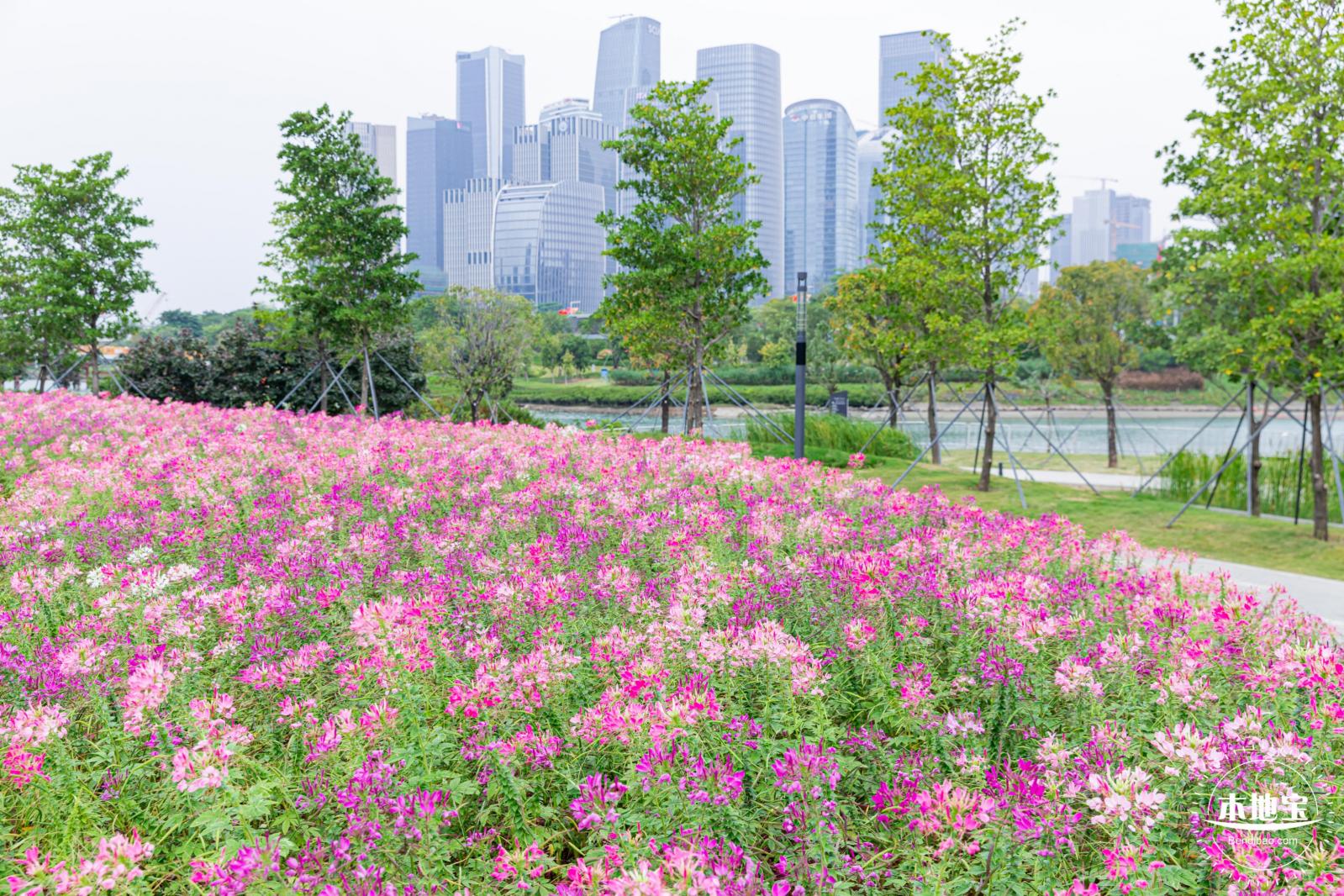 桂湾公园花海