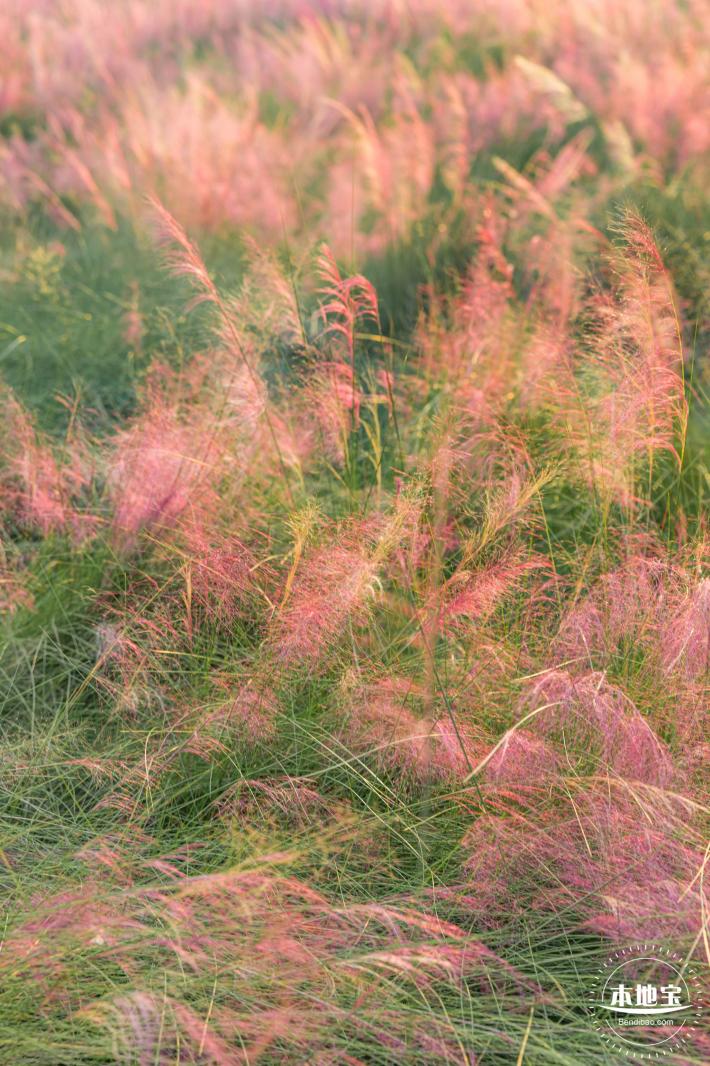 红花山花海