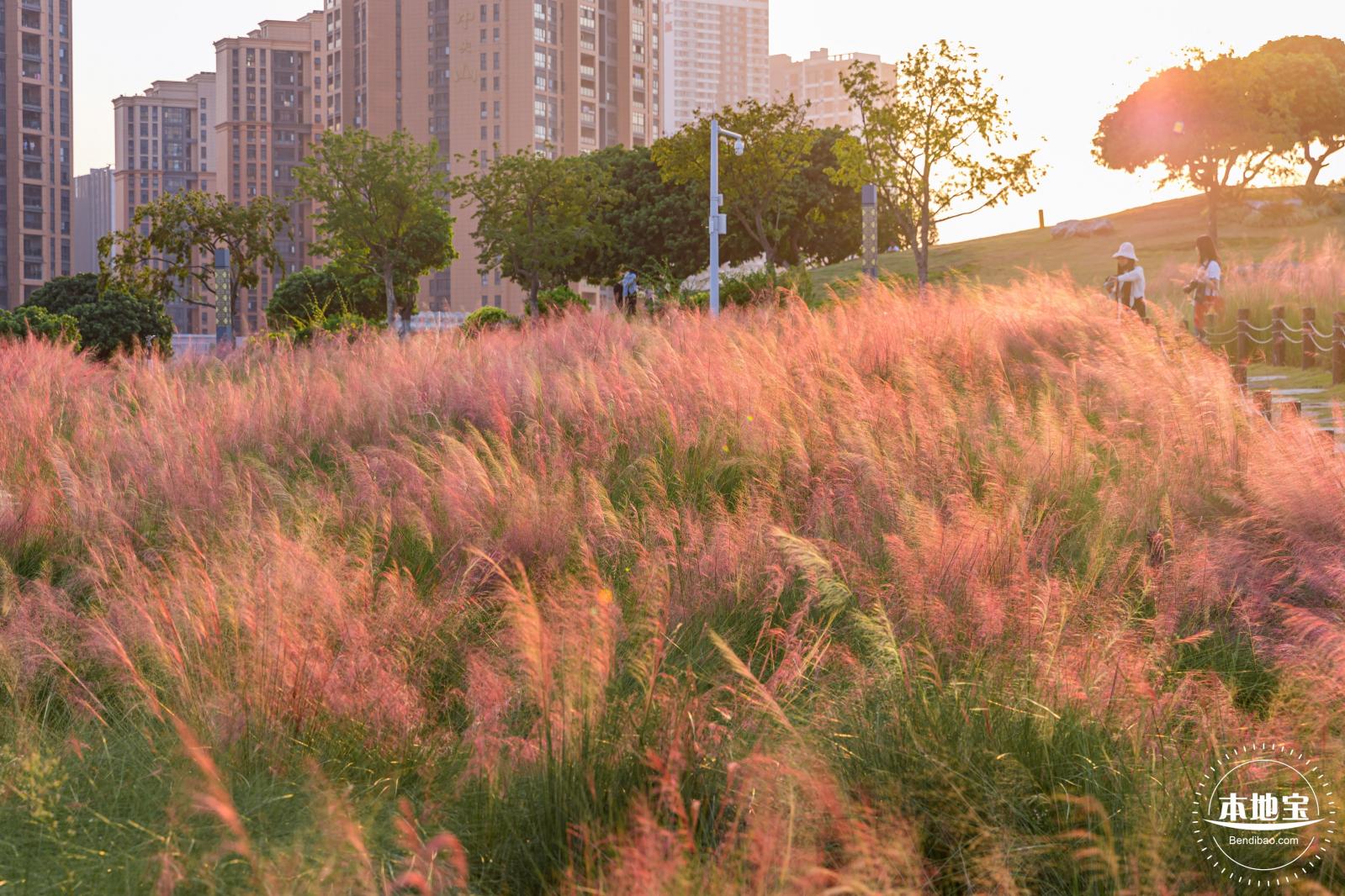 红花山花海