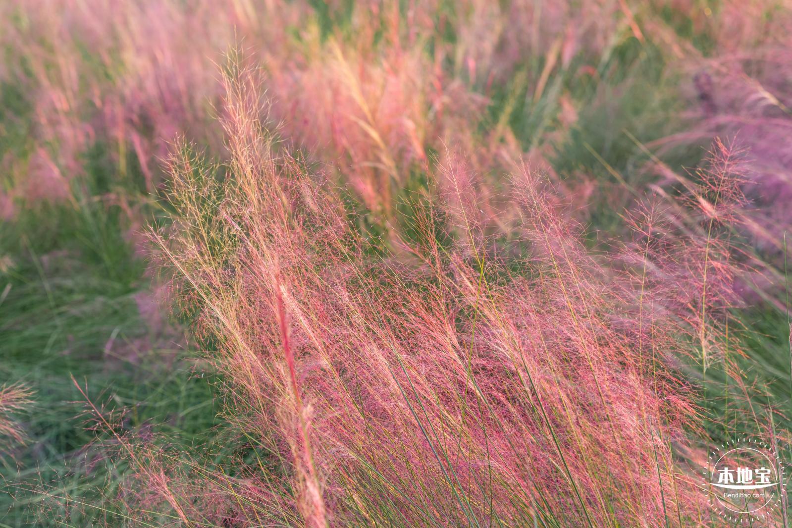 红花山花海