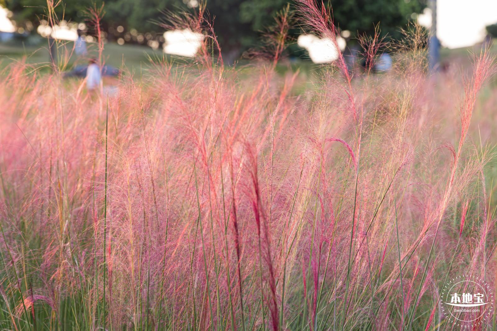 红花山花海