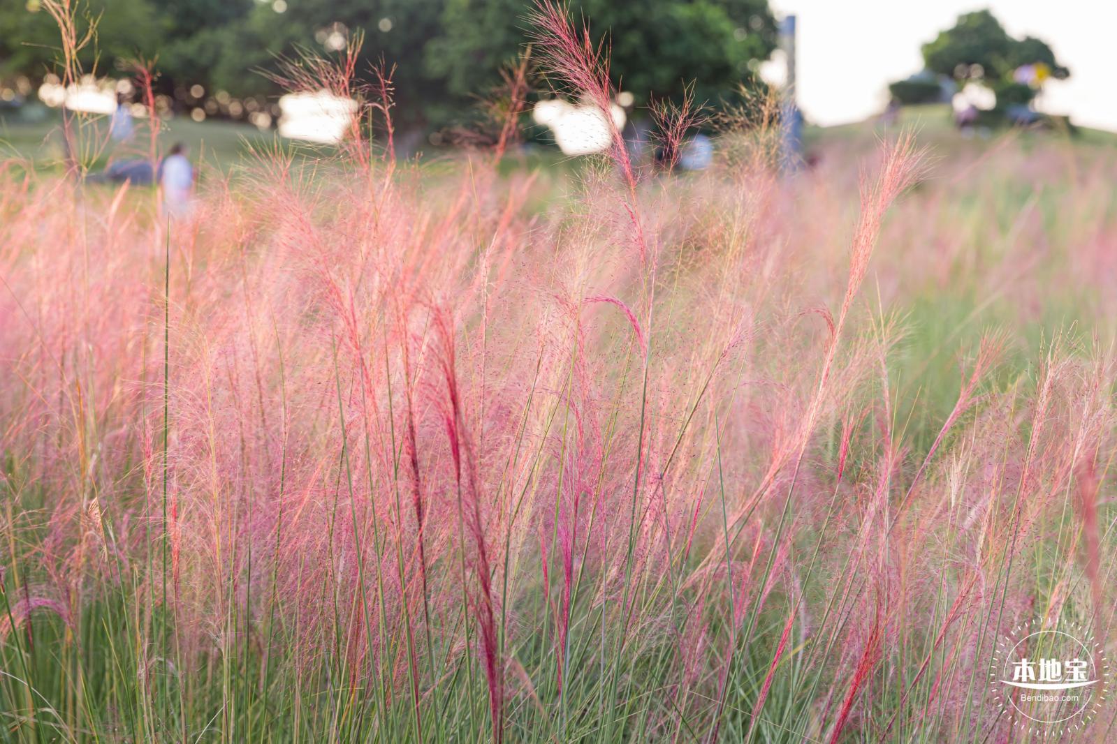 红花山花海