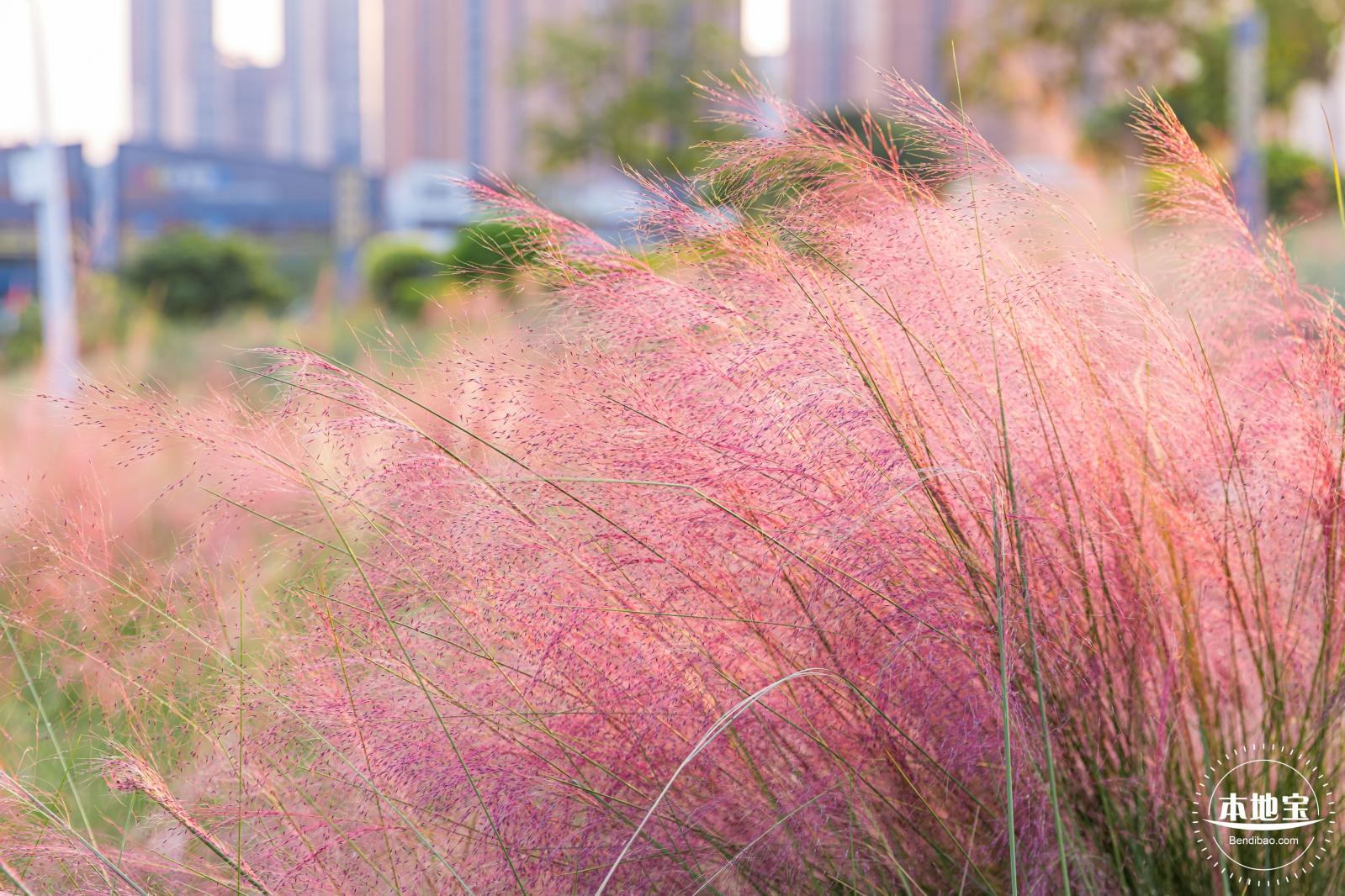 红花山花海